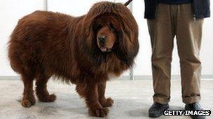 A Tibetan mastiff is displayed at a Tibetan Mastiff exposition on 27 February, 2005 in Longfang, southeast of Beijing, China.