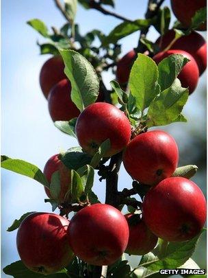 Apples ripen in the sunshine in the orchards