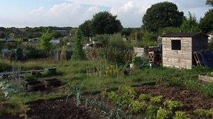 Leatherhead allotment