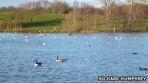 Ducks and geese on lake at Ferry Meadows, Peterborough