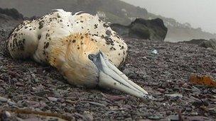 Dead gannet