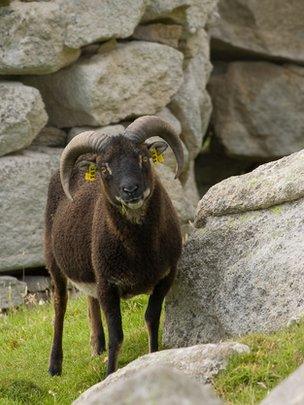 Soay sheep