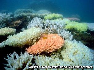 Bleached corals