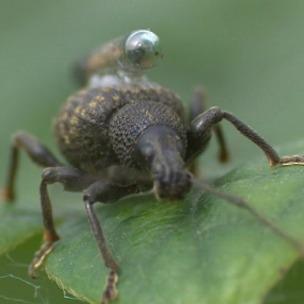 Weevil and tracker