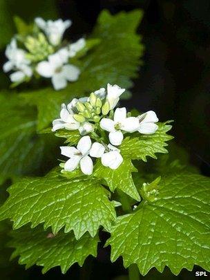 Garlic mustard seed