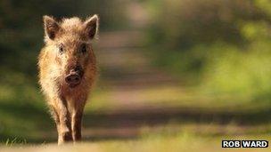 A wild boar in the Forest of Dean