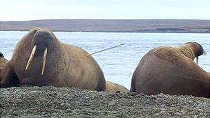 Walrus with dart in hide