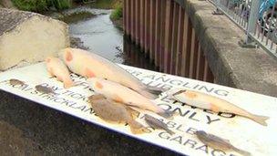 An anonymous caller told the DoE of a large number of dead fish