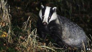 A badger