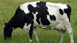 Cow in field