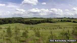 Saplings in The National Forest