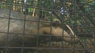 A badger trapped for vaccination