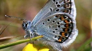 Silver Studded Blue