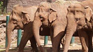 Asian elephants