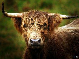 Highland cow