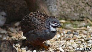 Chinese painted quail