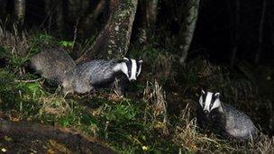 Badgers in the wild