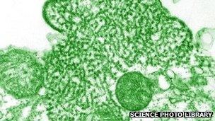 Nipah virus