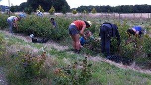 People picking berries