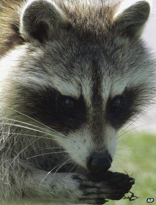 Racoon (Image: AP)