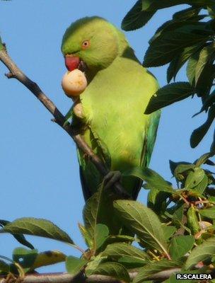 Rose-ringed parakeet (Image: IUCN/Riccardo Scalera)