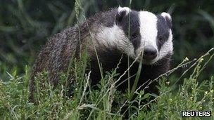 Badger walking through grass