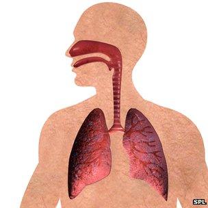 The respiratory system featuring the lungs