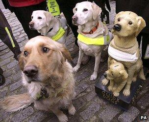 Guide dogs with a collection box