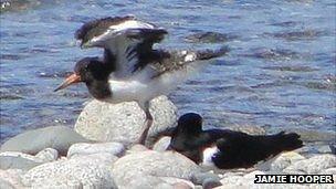 Oystercatcher chick stretching its wings on L'Eree Shingle Bank - courtesy Jamie Hooper