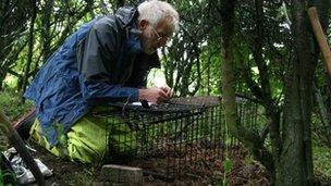 Volunteer Peter Martinson laying a badger trap