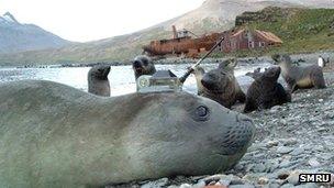 Elephant seal