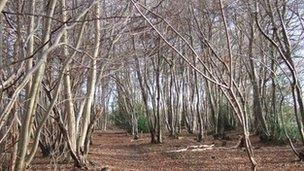 Trees with suspected ash dieback