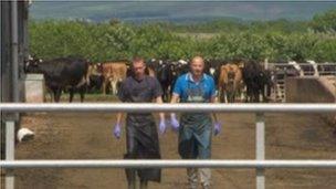 Leading the cows into the milking shed
