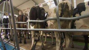 Cows in the milking parlour