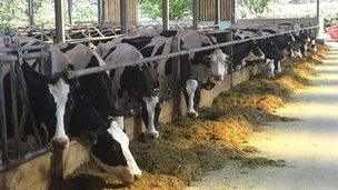 Cows at new vet school