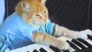 Keyboard Cat