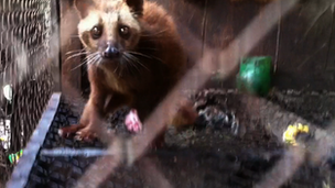 Injured civet cat