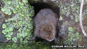 Water vole