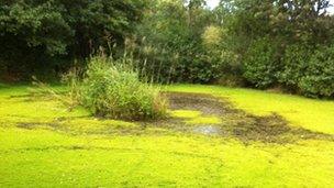 Pond filled with Parrot's feather near Hatherleigh in West Devon