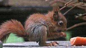 Baby red squirrel