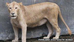 White lion at Everland Zoo, South Korea