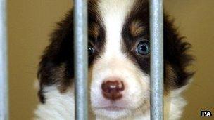 Britain's stray dog population is falling