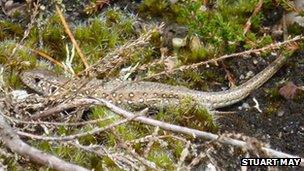 Juvenile sand lizard is released on Farnham Heath