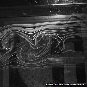 Smoke trails in a wind tunnel (c) Sridhar Ravi