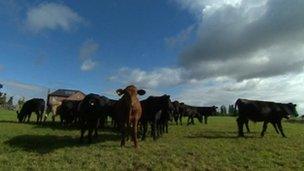 Shropshire herd