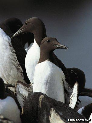 common guillemots