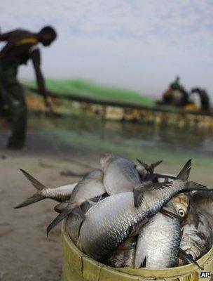 Fisherman landing his catch (Image: AP)