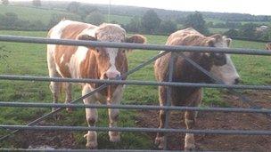 Cows, Gloucestershire