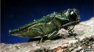 Emerald ash borer