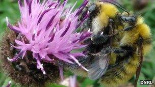 Mating great yellow bumblebees. Pic: DSRL